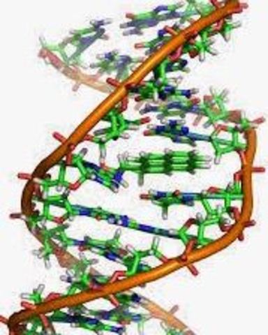 Sintesis de ADN activo