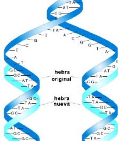 Replicación semiconservativa del ADN.