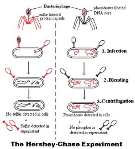 El experimento de Hershey-Chase