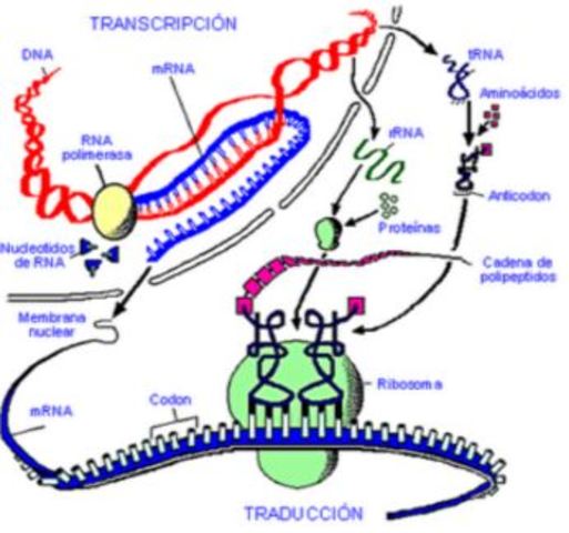 Dogma central de la Genética Molecular.