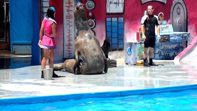 El lobo marino de 2 pelos