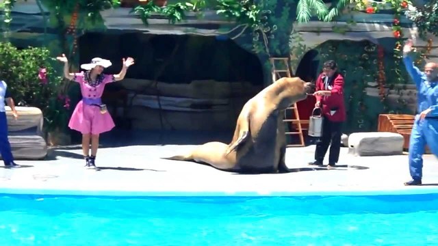 El lobo marino de 2 pelos