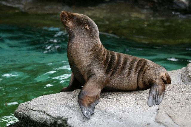 Lobo Marino de un pelo o León Marino