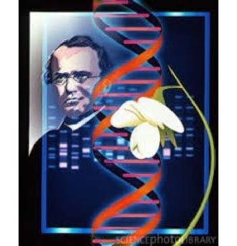 Gregor Mendel