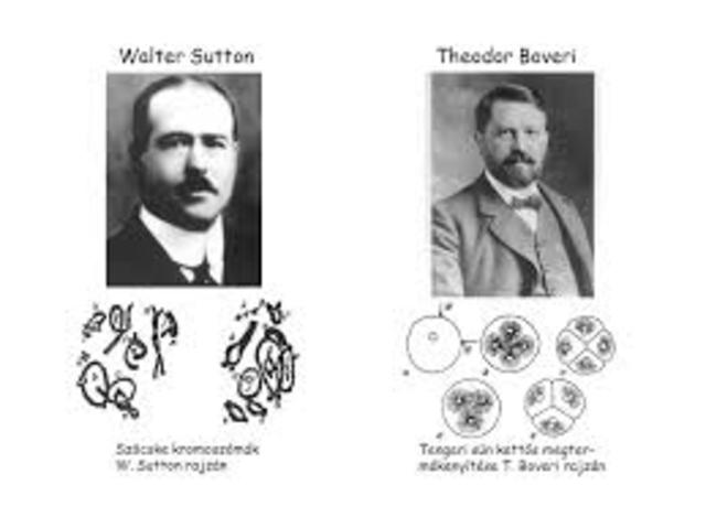 Theodor Boveri y Walter Sutton