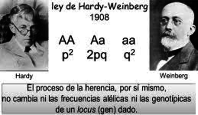Hardy-Weinberg