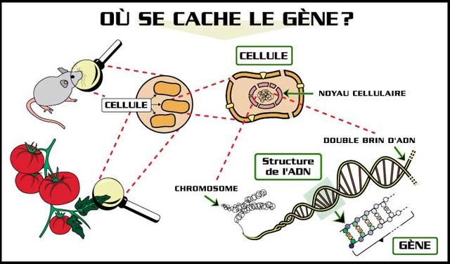 El ADN como portador de la transferencia de información genética.