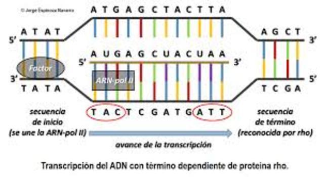 Enzimas de transcripción