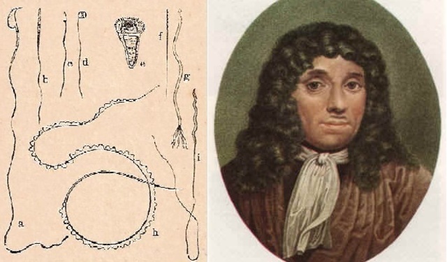 Anton van Leeuwenhoek observael esperma animal a través del microscopio.