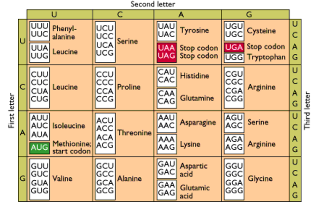 Degeneración del código genético.