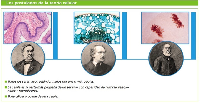 Teoría celular: todos los organismos vivos están compuestos por células.