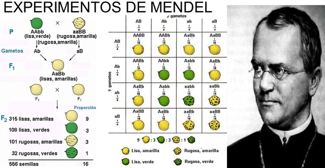 Gregor Mendel ( Padre de la genética) “Experimentos sobre hibridación de plantas”.