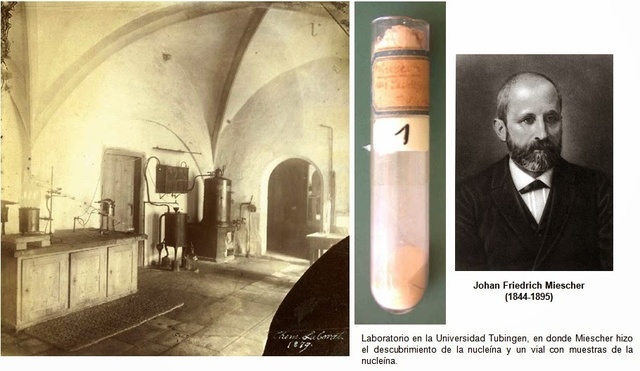 Friedrich Miescher descubre lo que hoy se conoce como ADN.