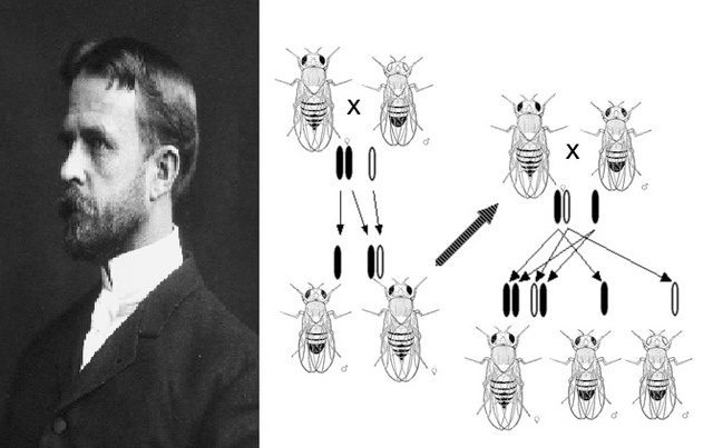 Thomas Hunt Morgan Demuestra que los Genes Residen en los Cromosomas.