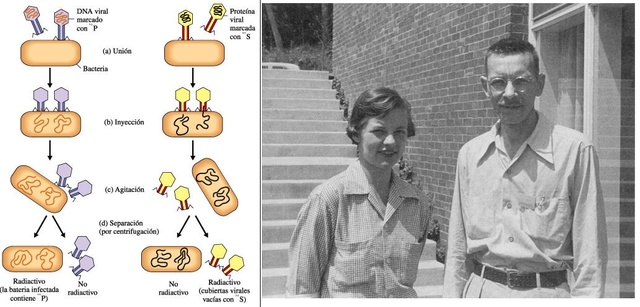 experimento Hershey-Chase