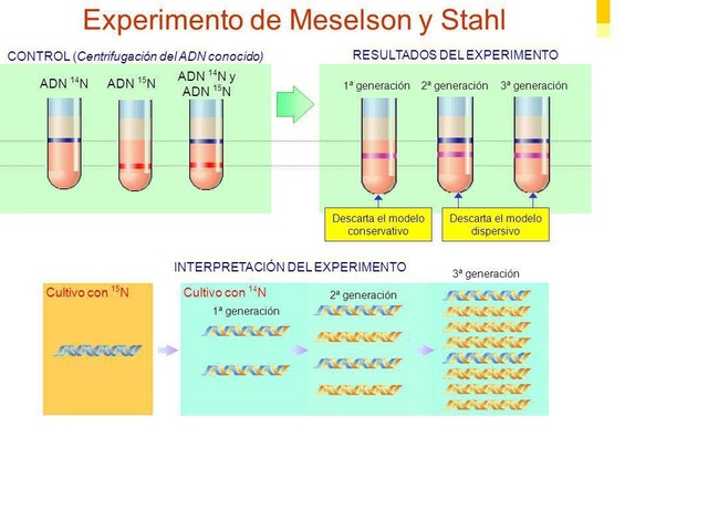 El experimento Meselson-Stahl