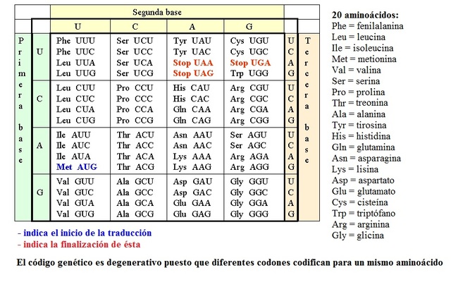El código genético se ordena en tripletes o codones