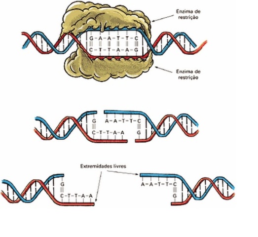 Se descubren las enzimas de restricción