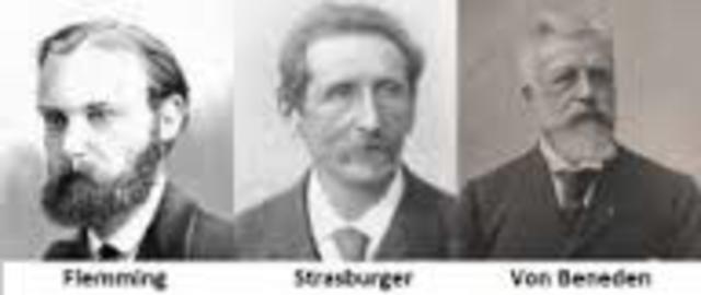 1880-1890 Walther Flemming, Eduard Strasburger, y Edouard Van Beneden