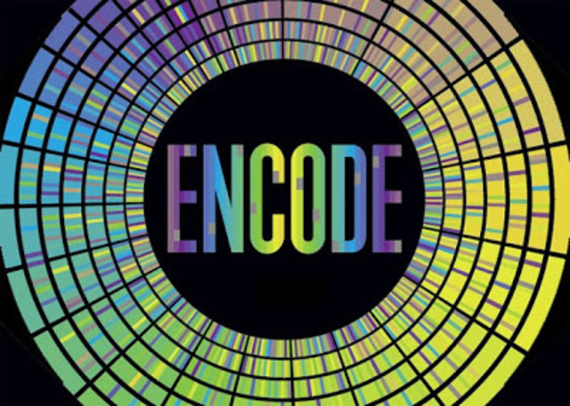 Proyecto de la Enciclopedia del ADN (ENCODE).