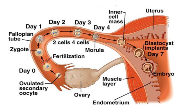 Ovulation
