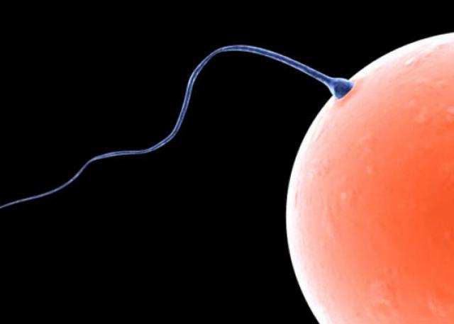 Conception: egg and sperm