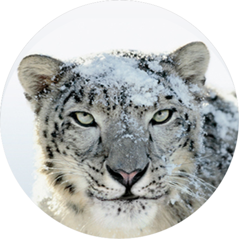 OS X Snow Leopard