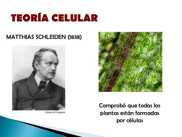 Todas las plantas están compuestos por   células