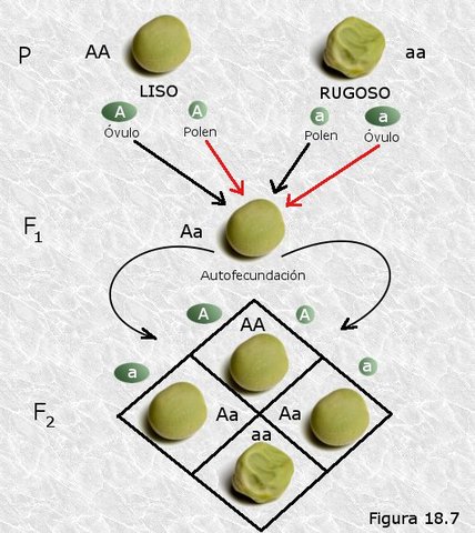 dSe describe en los guisantes las unidades fundamentales de la herencia