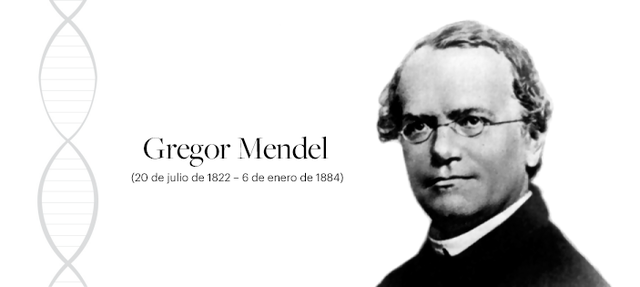 Mendel describe en los guisantes las unidades fundamentales de la herencia