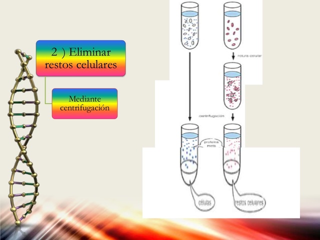 Aislamiento del DNA por primera vez
