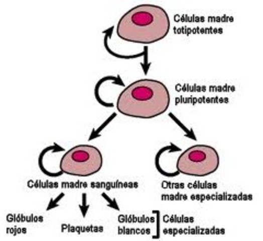 Las Células reproductivas constituyen un linaje continuo