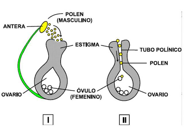 Reproducción sexual en plantas.