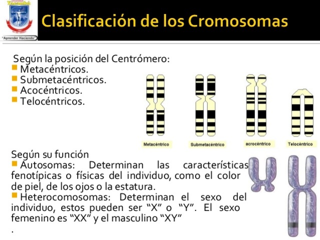 Relación que tiene el gen con su posición en el cromosoma.