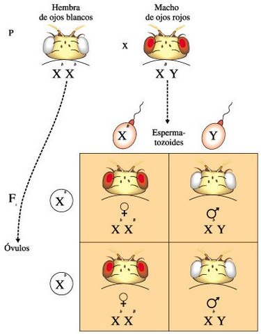 Comienzo de la Genética de Drosophila
