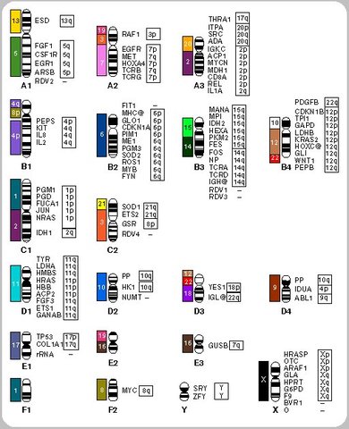 Ligamiento Genético (Morgan y Lynch) . Primer Mapa Genético ( A. H. Sturtevant)