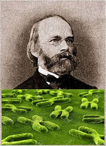 Karl Wilhelm von Nägeli