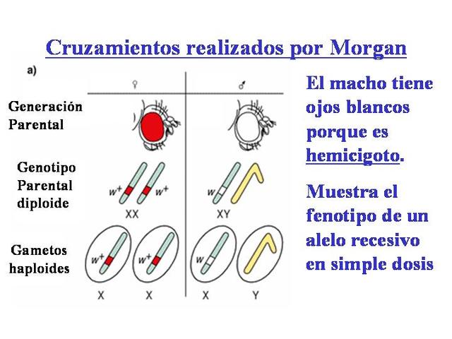 Genes localizados en los cromosomas. (Teoría cromosomica de la herencia) Morgan, Sturtevant, Muller, Bridges