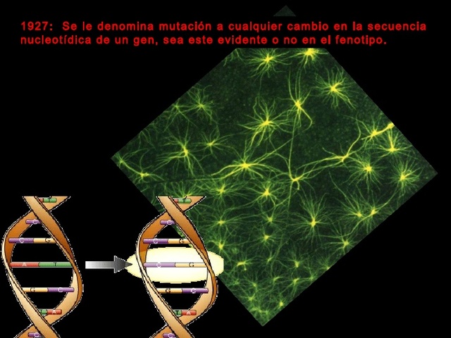 Se denomina mutación a cualquier cambio en la secuencia nucleotídica de un gen, sea esta evidente o no en el fenotipo