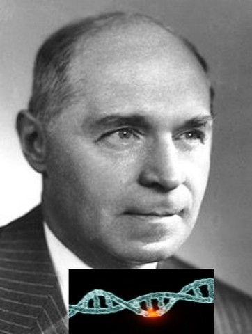 Hermann Joseph Muller