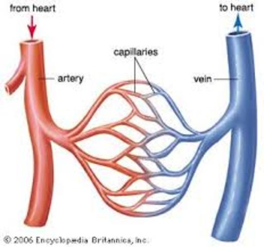 Veins and artery's