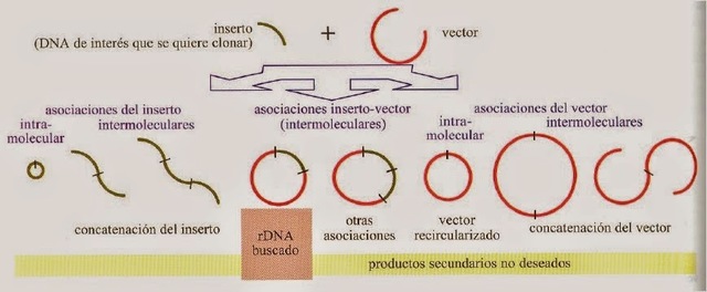 Conferencia de Asilomar