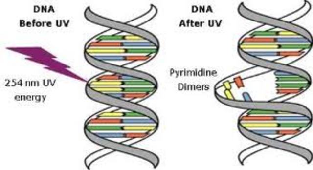 Mutaciones inducidas por rayos X ( H. J. Muller)