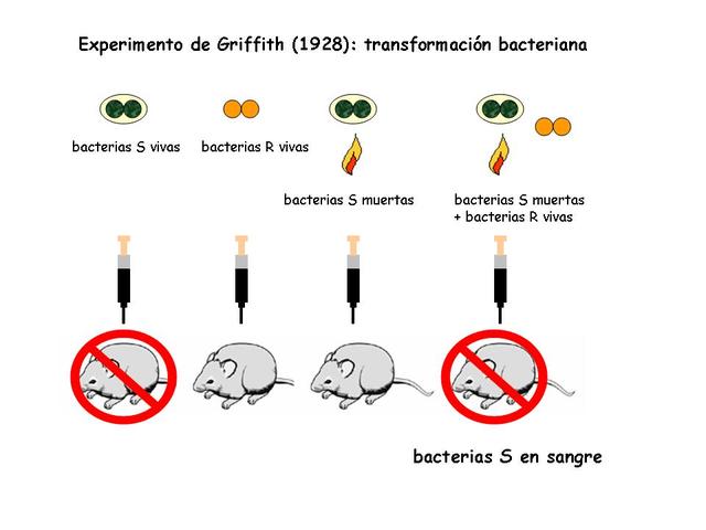 Transformación genética  en neumococos ( F. Griffith)