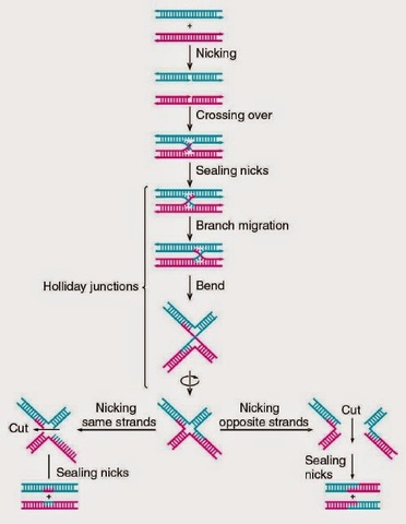 El entrecruzamiento es la causa de la recombinación