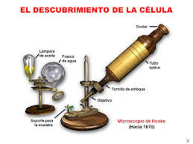 Anthony Van Leevehauk