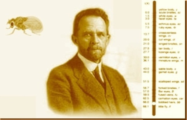 Thomas Hunt Morgan