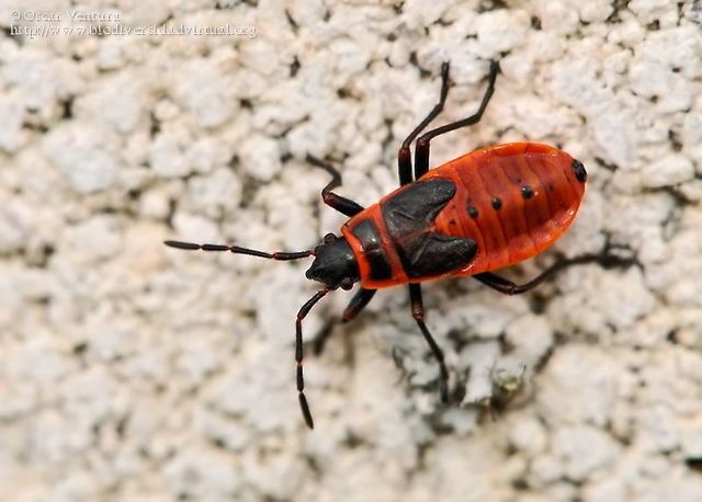 Corpúsculo en células.