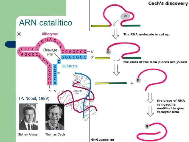 Thomas Cech y Sidney Altman