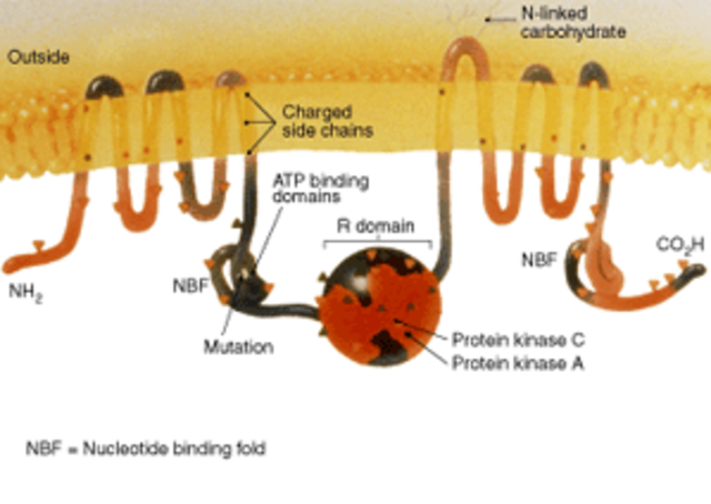 Lap-Chee Tsui, Francis Collins y John Riordan
